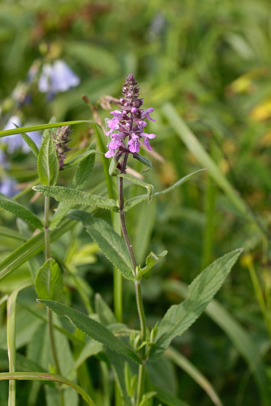 Image of Stachys palustris specimen.