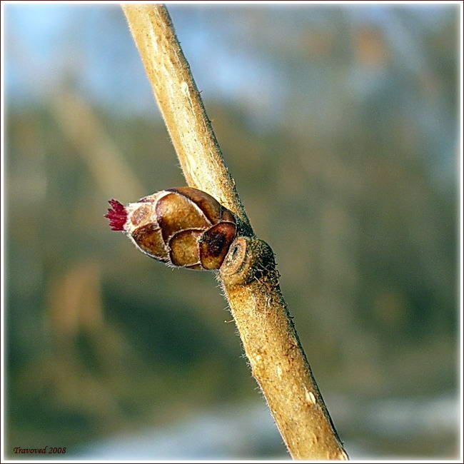 Изображение особи Corylus avellana.