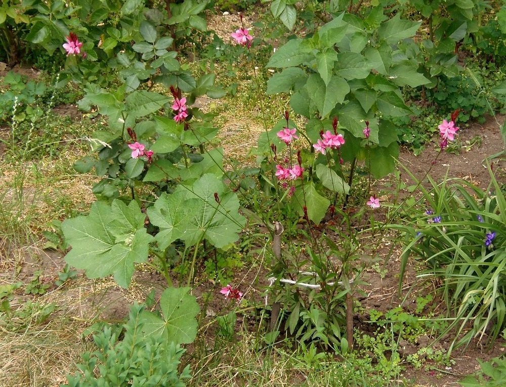 Изображение особи Gaura lindheimeri.