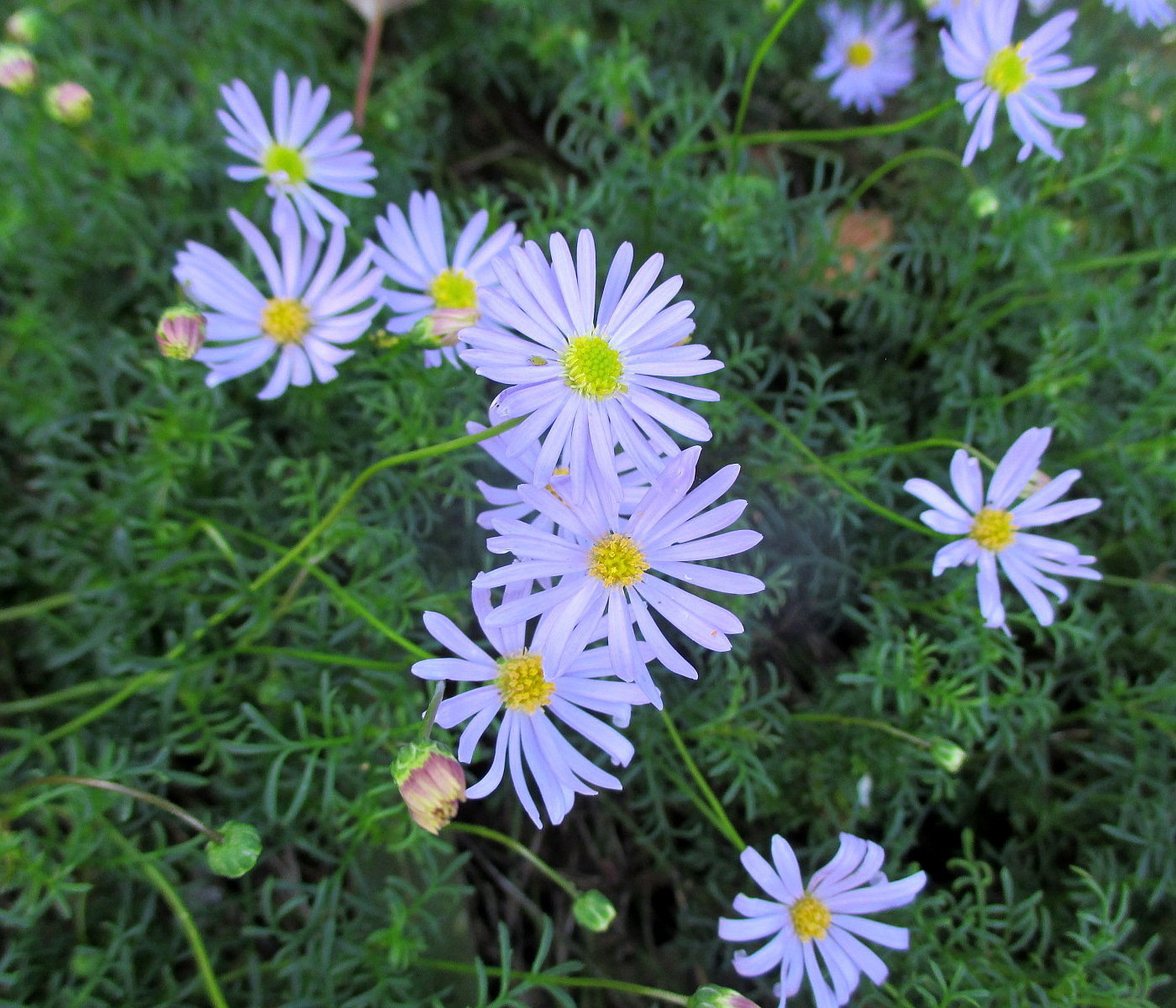 Image of Brachyscome multifida specimen.