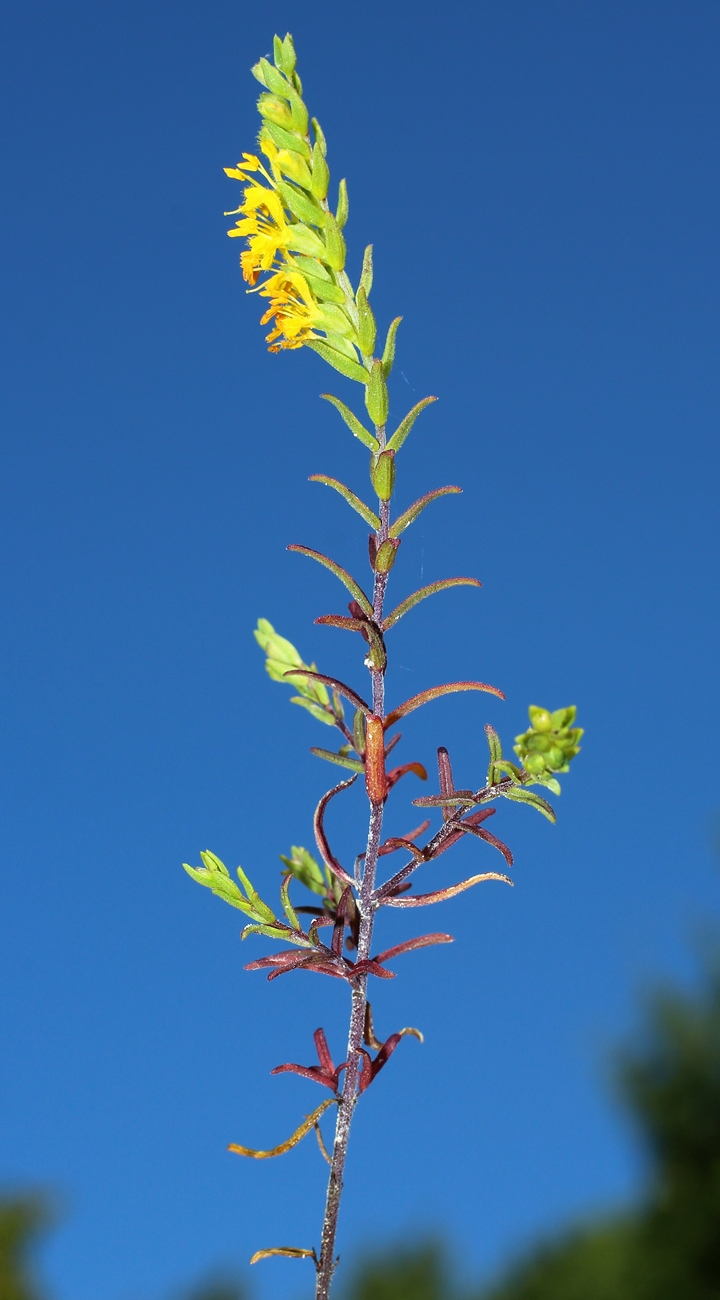 Изображение особи Orthanthella lutea.