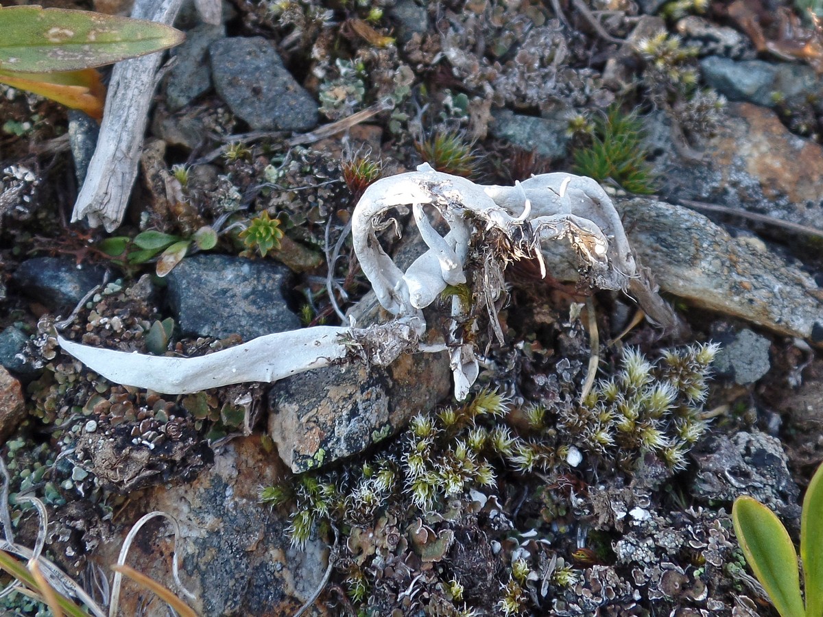 Image of Thamnolia vermicularis specimen.