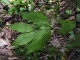 Cornus mas. Побег. Крым, окр. с. Соколиного, Большой Каньон, буково-грабовый лес, подлесок, вдоль лесной тропы. 17.08.2017.