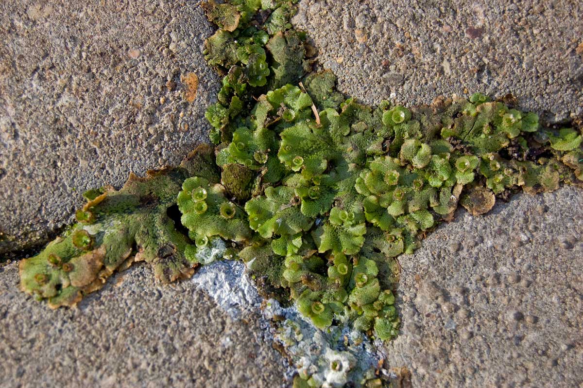 Image of Marchantia polymorpha specimen.