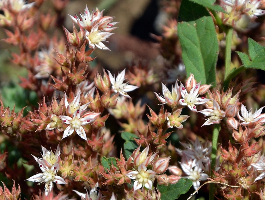 Image of Sedum pallidum ssp. bithynicum specimen.