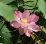 Nelumbo caspica