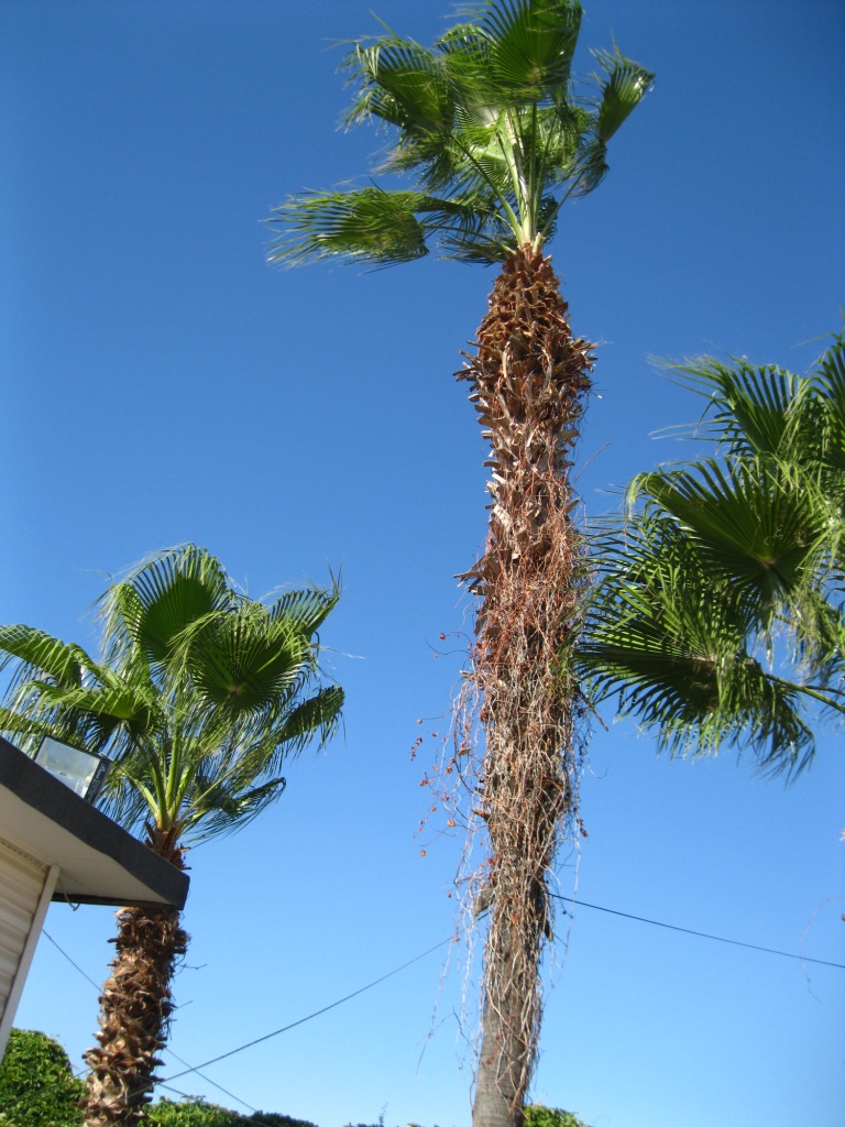 Изображение особи Washingtonia robusta.