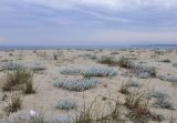 Otanthus maritimus