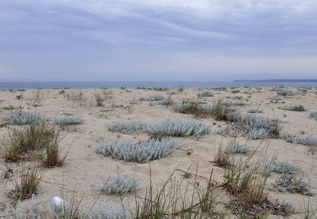 Изображение особи Otanthus maritimus.