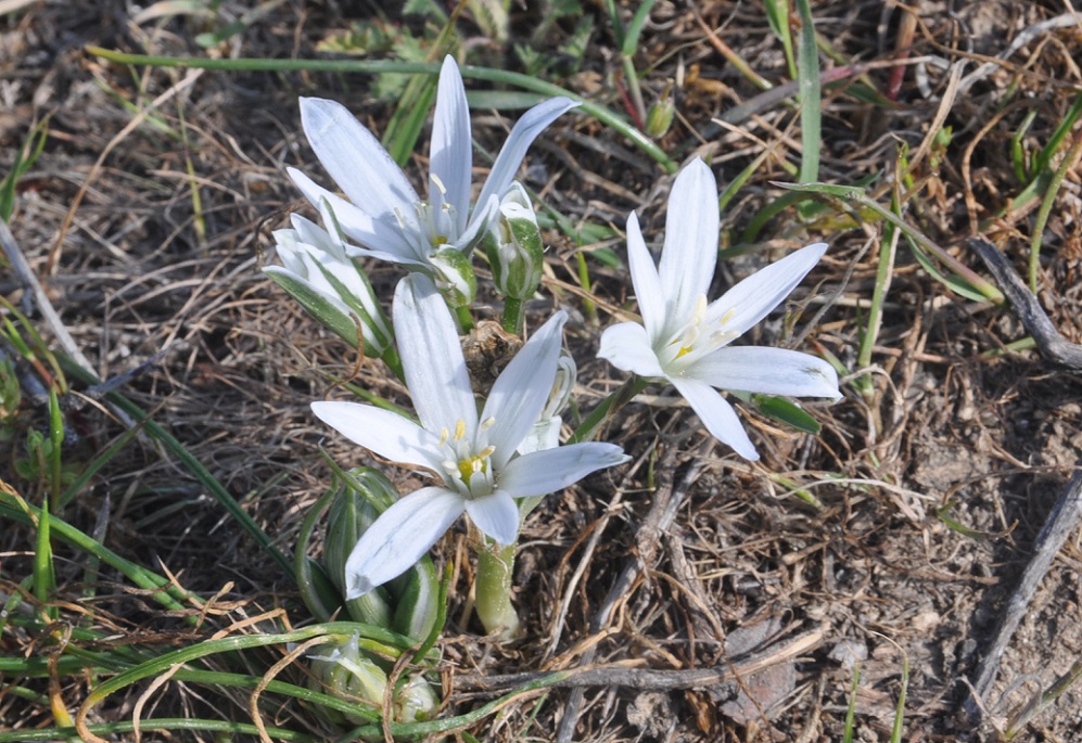 Image of Ornithogalum navaschinii specimen.