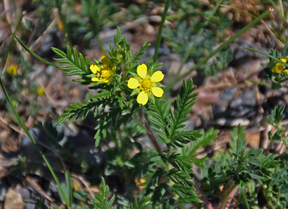 Изображение особи Potentilla conferta.