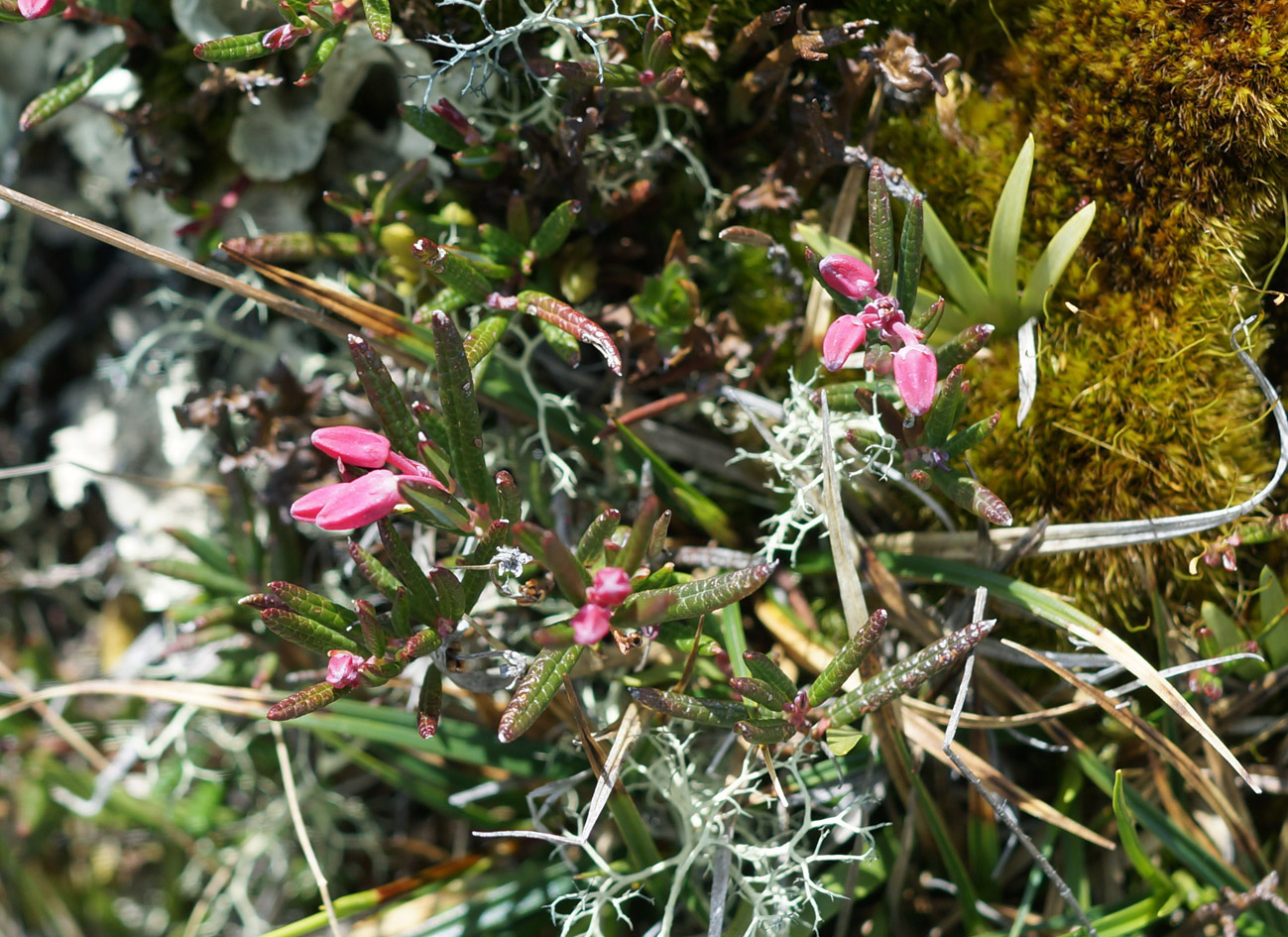 Image of Andromeda polifolia specimen.