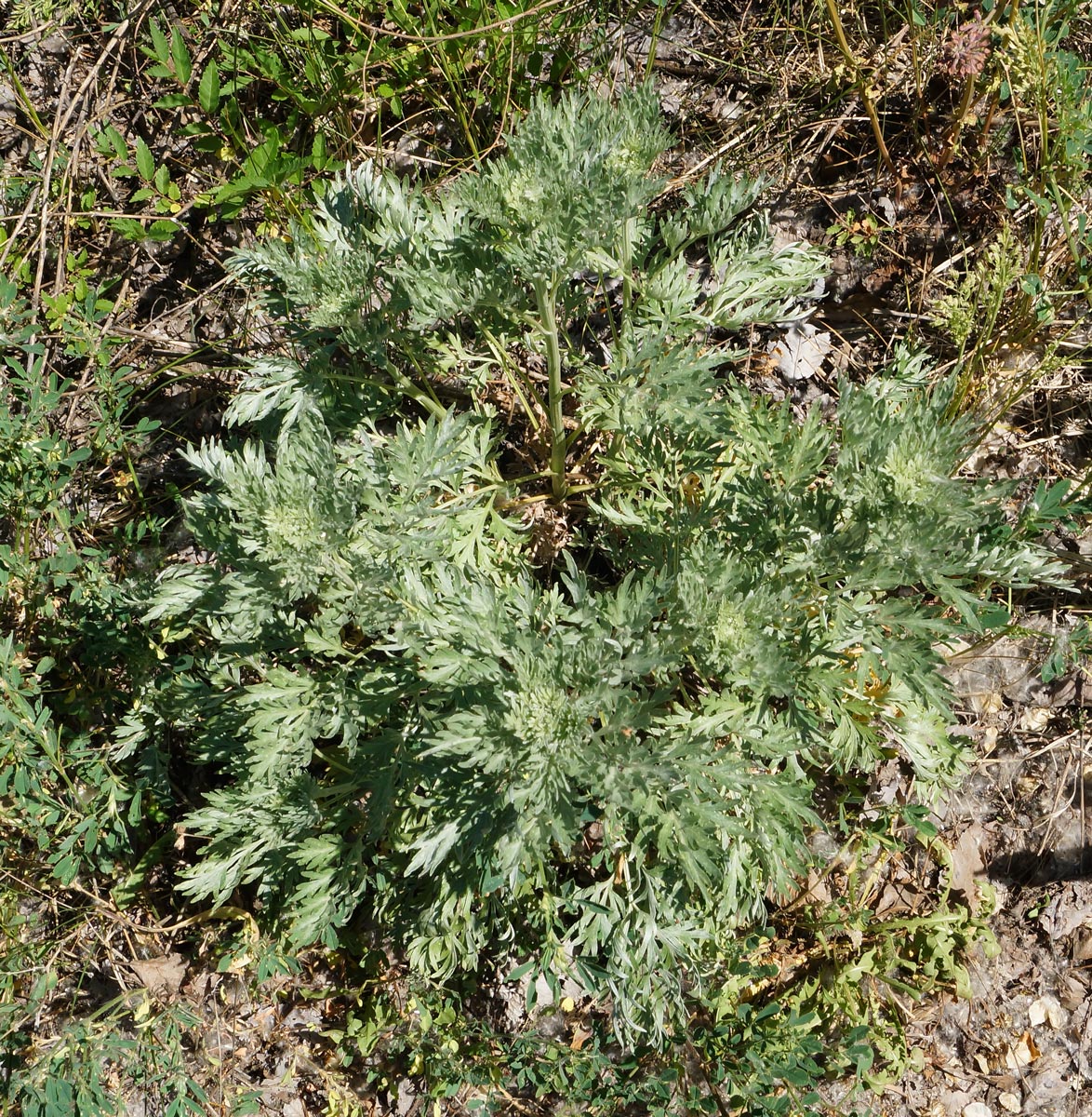 Image of Artemisia absinthium specimen.