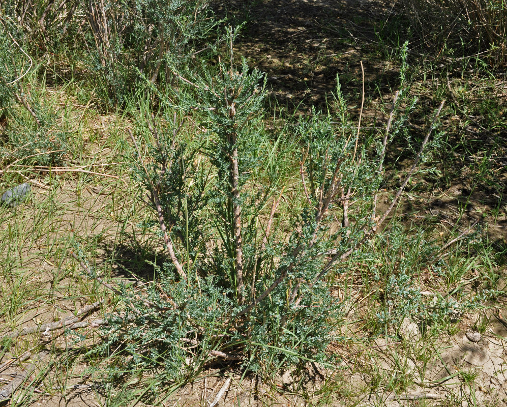 Image of Myricaria longifolia specimen.