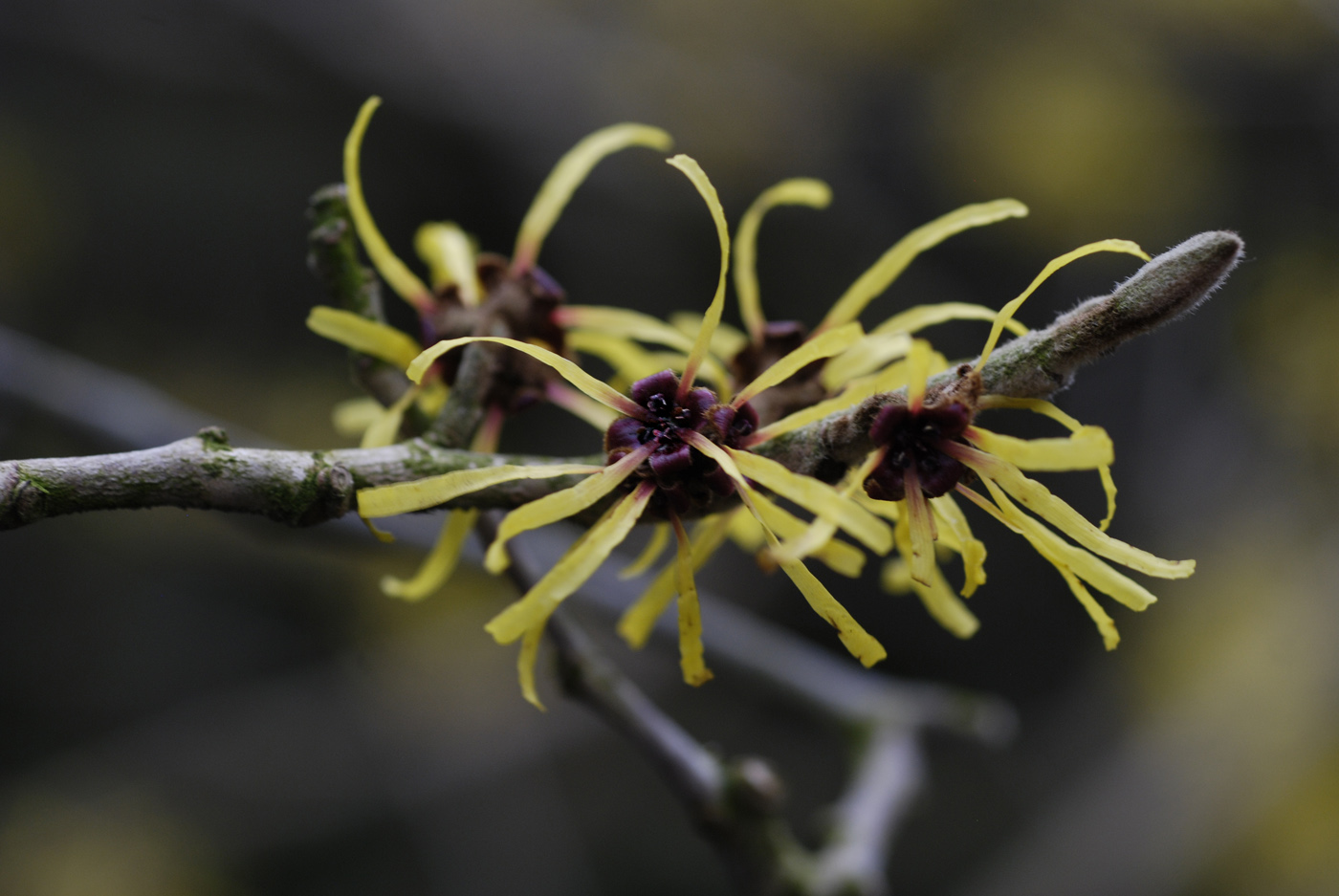 Изображение особи Hamamelis mollis.