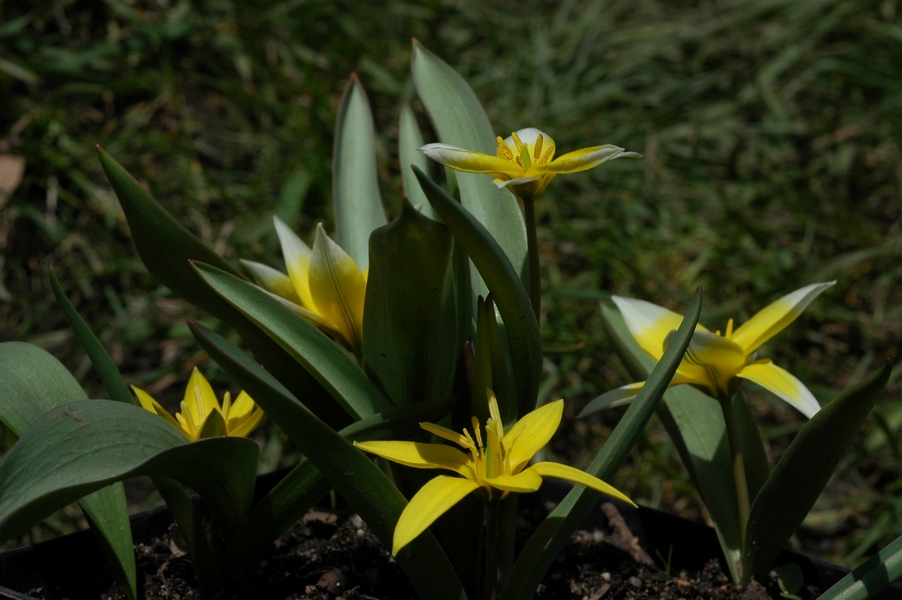 Изображение особи Tulipa turkestanica.