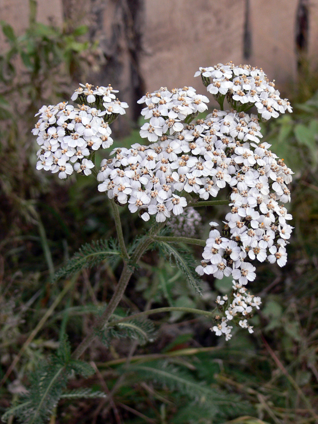 Изображение особи Achillea nigrescens.