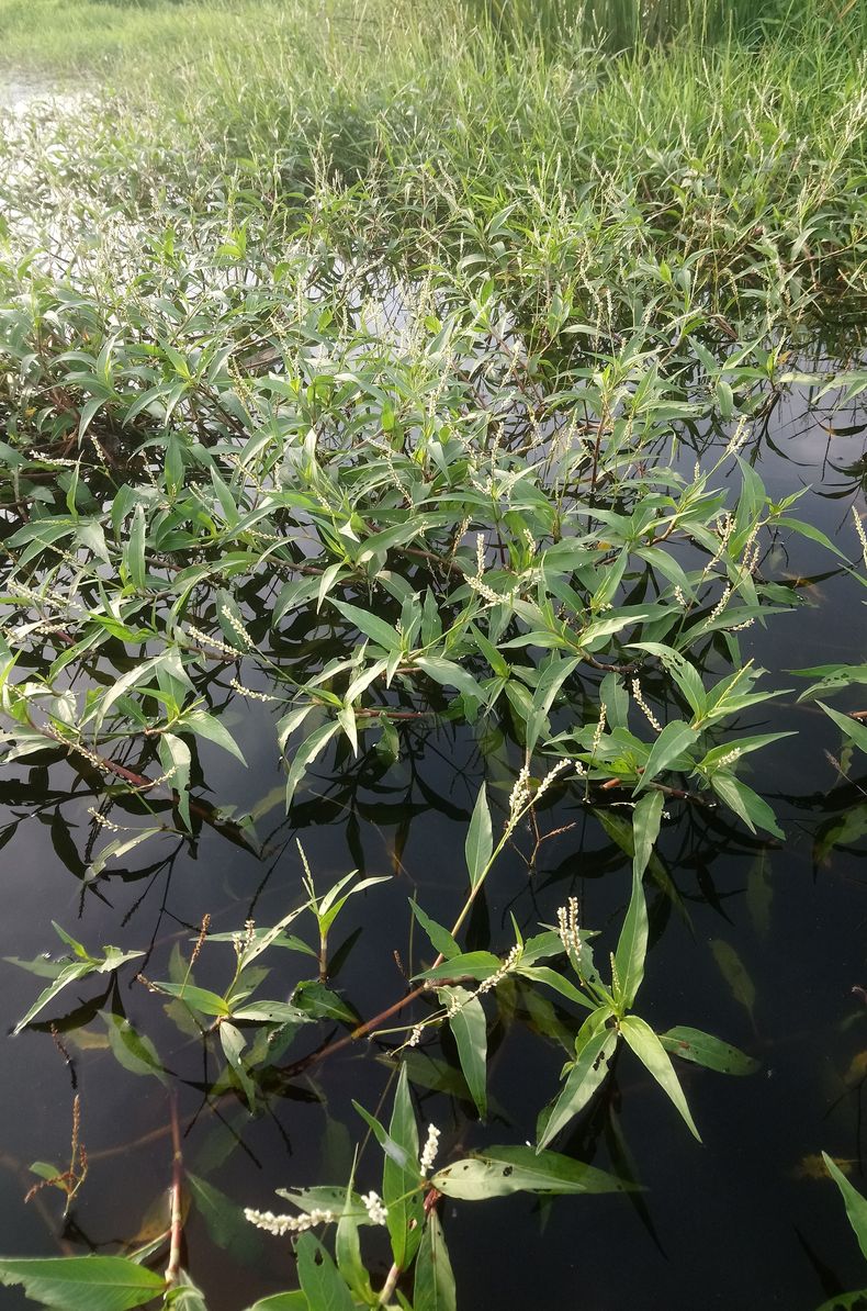 Изображение особи род Persicaria.