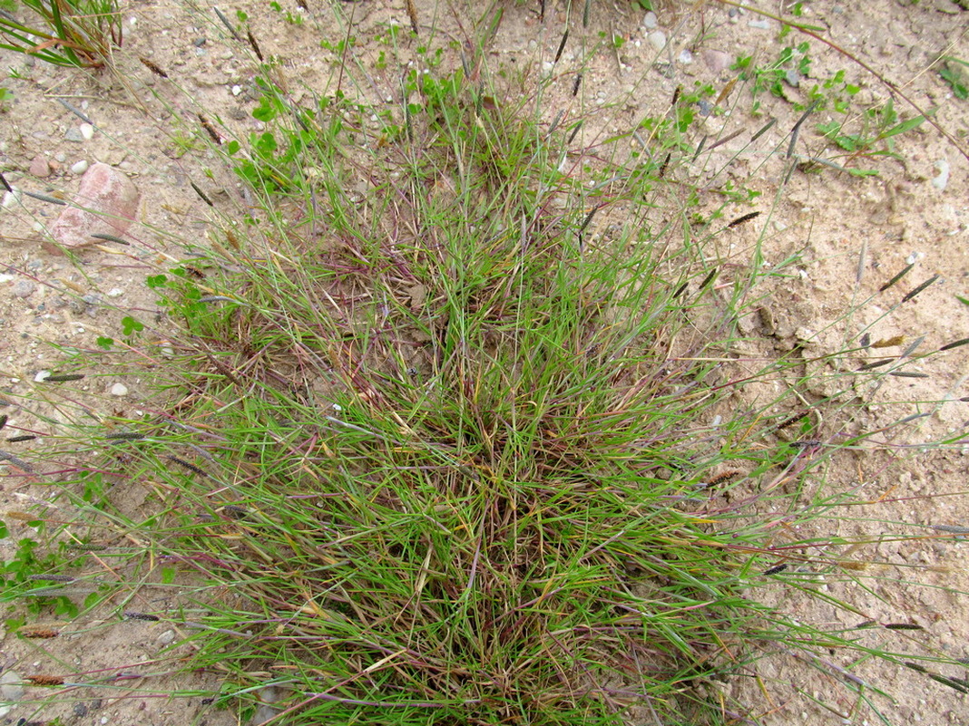 Image of Alopecurus geniculatus specimen.