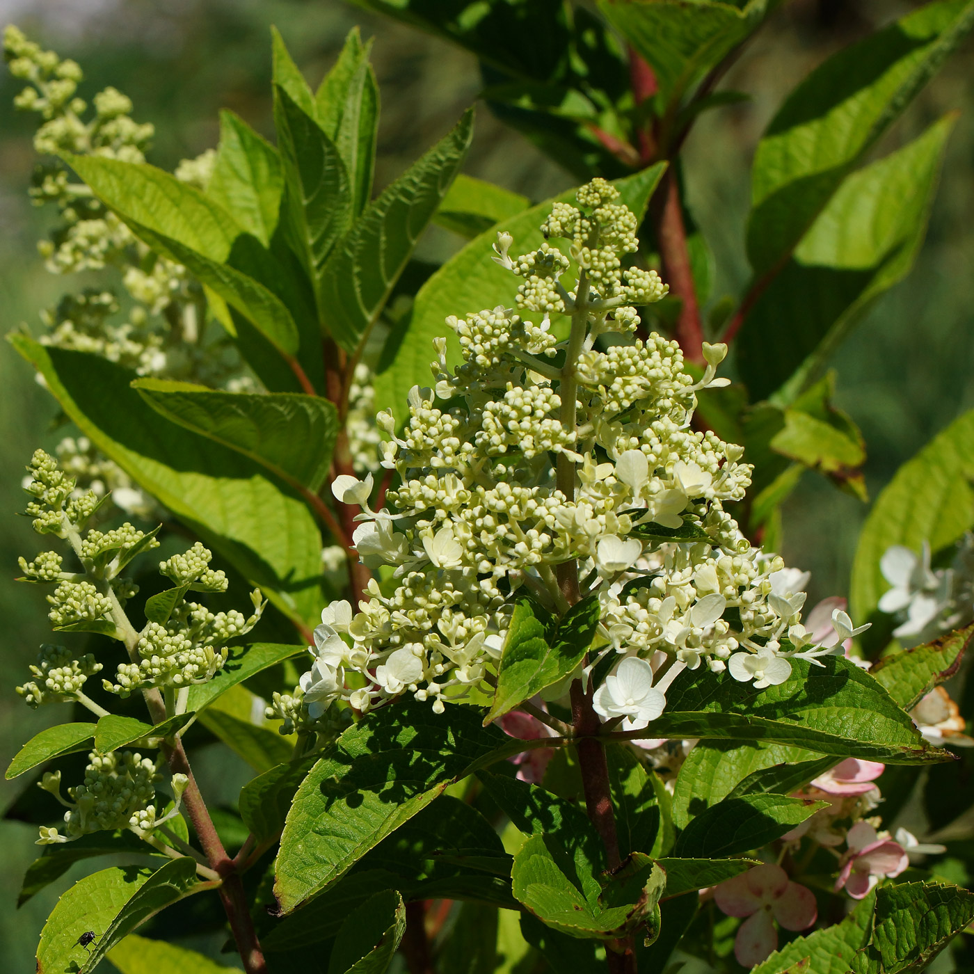 Изображение особи Hydrangea paniculata.