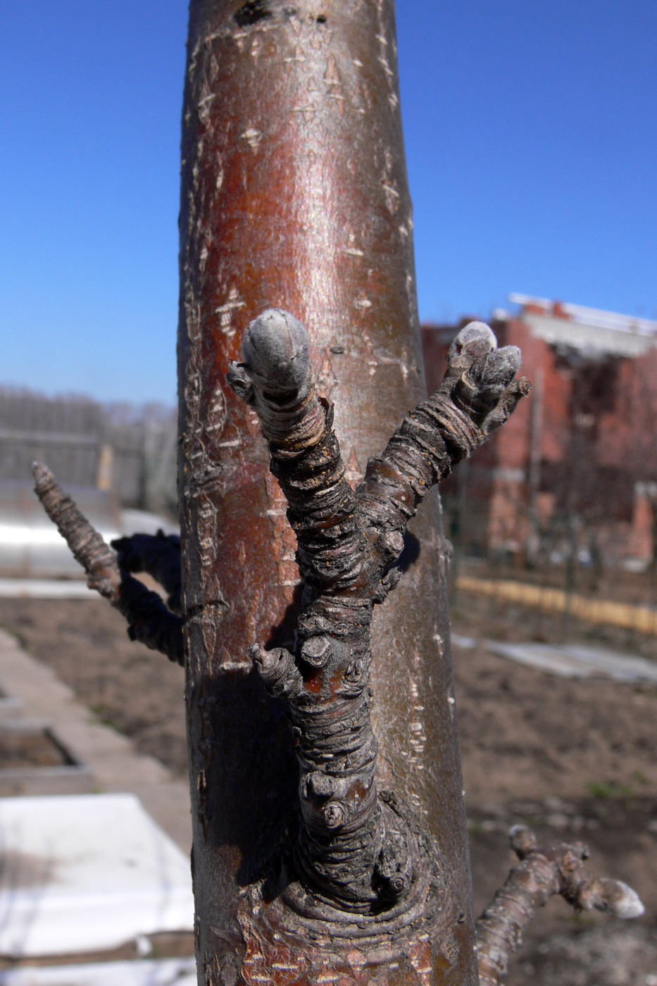 Image of Malus domestica specimen.