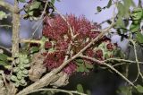 Melaleuca elliptica