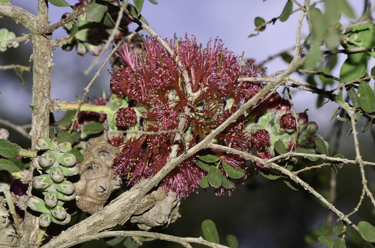 Image of Melaleuca elliptica specimen.