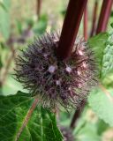 Phlomoides tuberosa