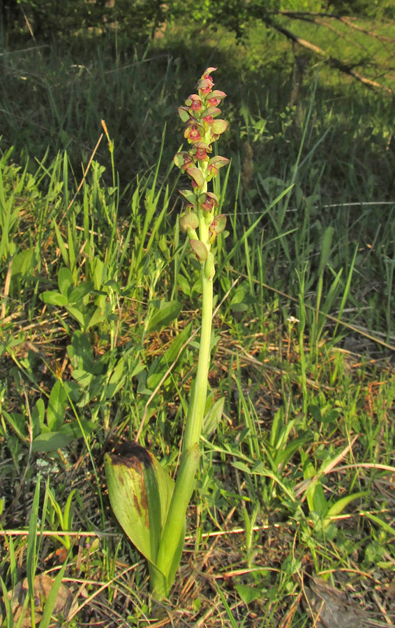 Image of Steveniella satyrioides specimen.