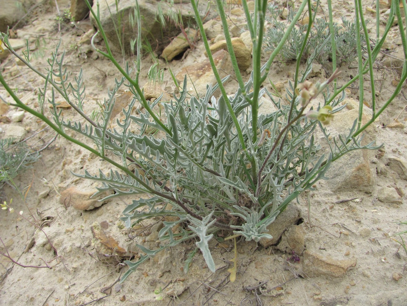 Image of Matthiola daghestanica specimen.