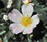 род Rosa
