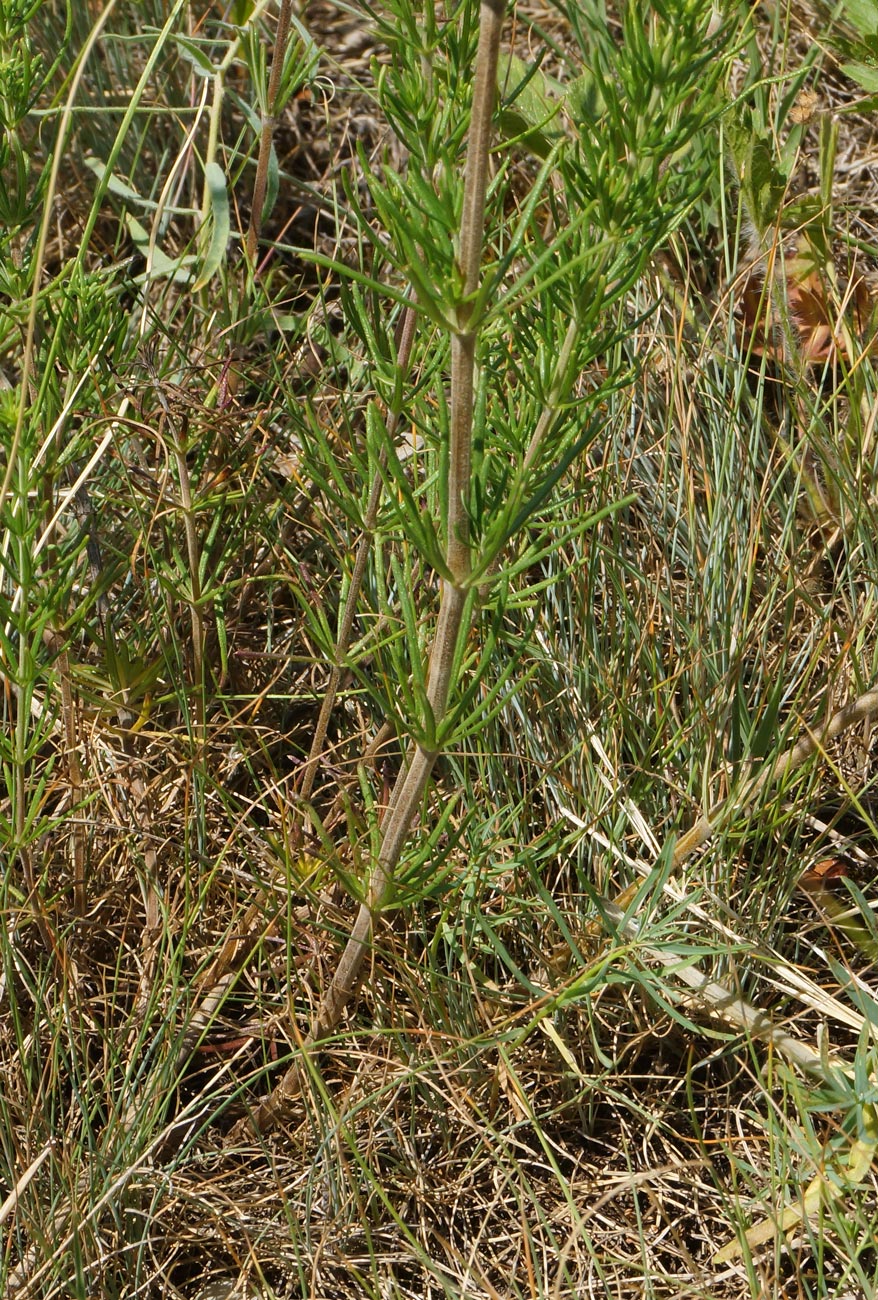 Изображение особи Galium verum.