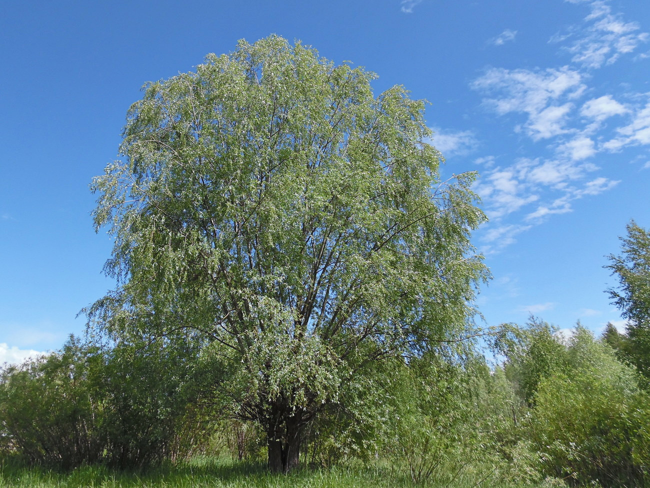 Image of Salix alba specimen.