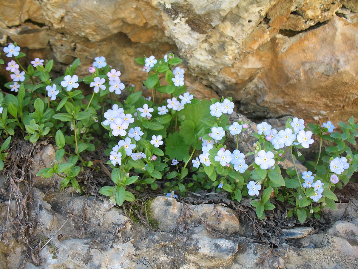 Image of Stephanocaryum olgae specimen.