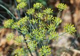 Foeniculum vulgare. Соцветие с кормящейся осой. Узбекистан, Ташкентская обл, Кибрайский р-н, окр. пос. Улугбек, рудеральное место. 07.07.2013.