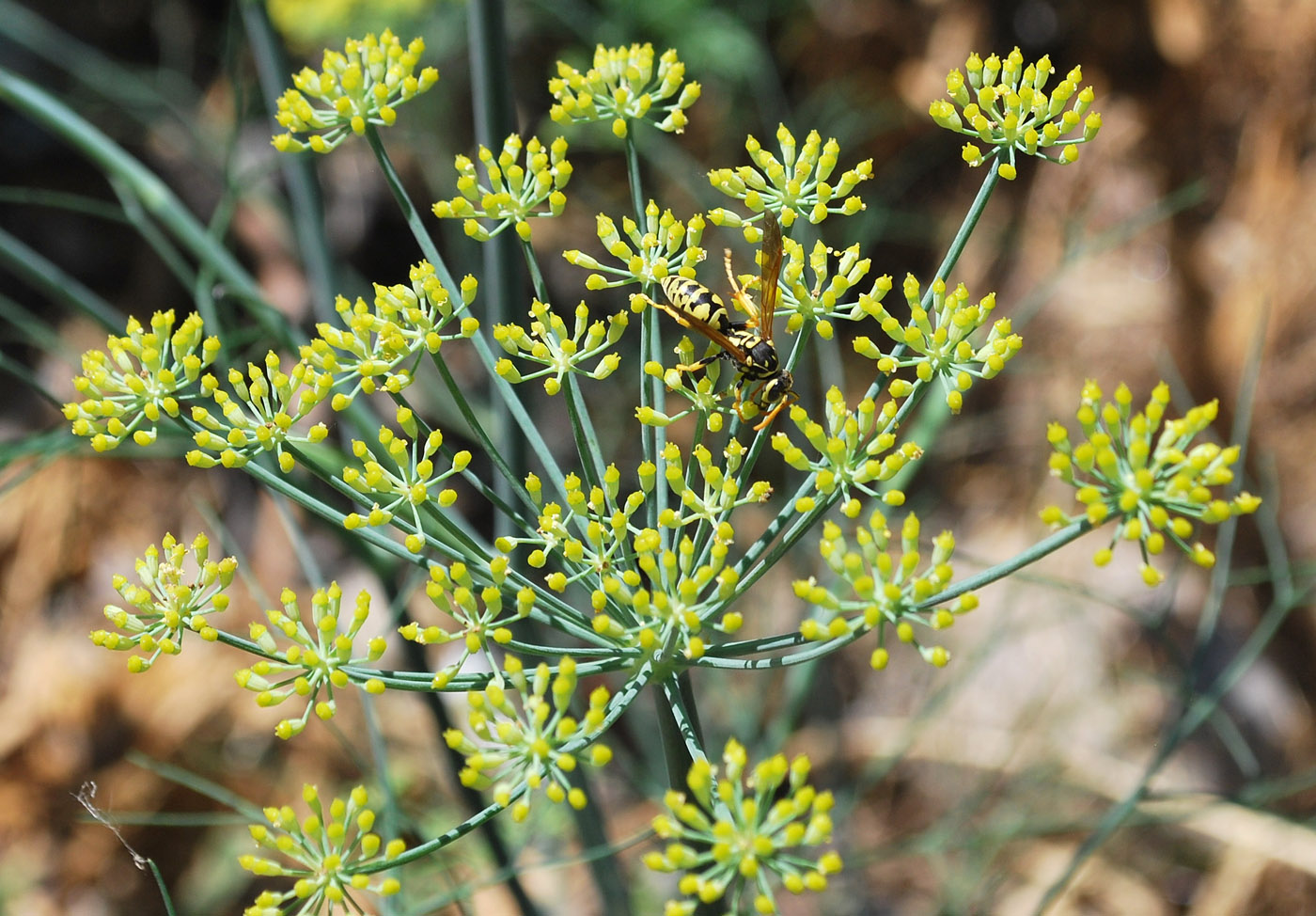 Image of Foeniculum vulgare specimen.