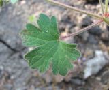Geranium rotundifolium. Лист. Дагестан, г. о. Махачкала, гора Тарки-Тау, у лесной дороги. 16.05.2018.