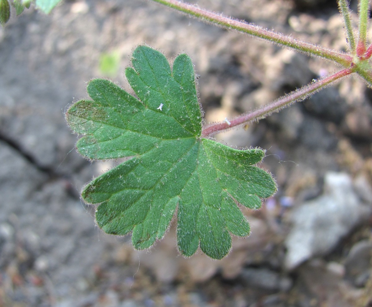 Image of Geranium rotundifolium specimen.