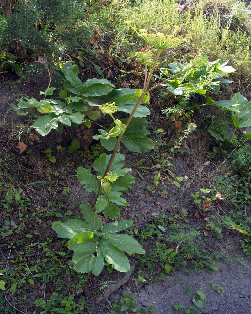 Image of Angelica sachokiana specimen.