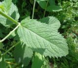 Mentha longifolia