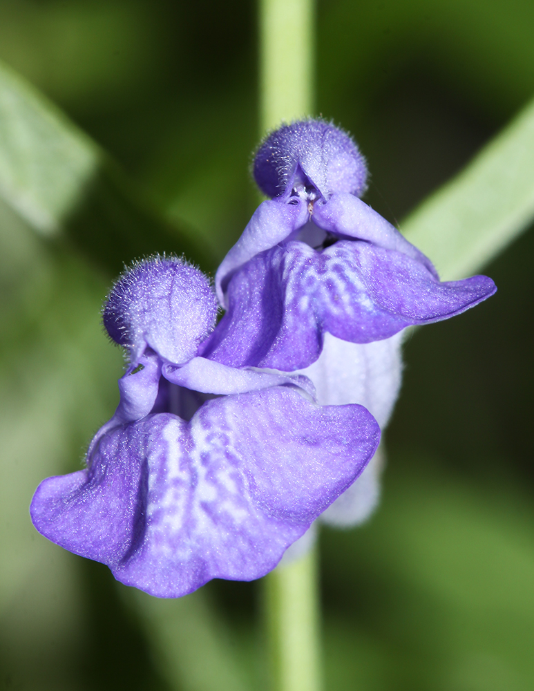 Изображение особи Scutellaria regeliana.