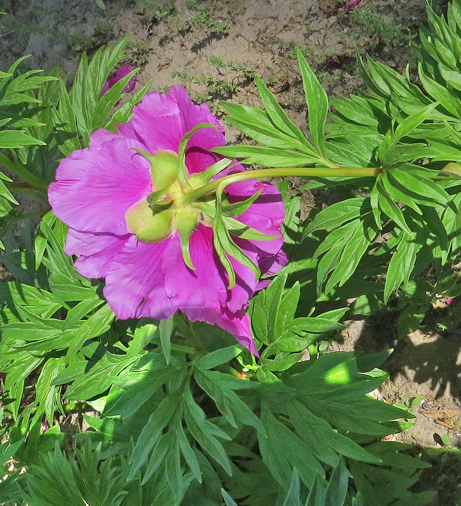 Image of Paeonia anomala ssp. veitchii specimen.
