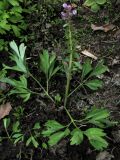 Corydalis begljanovae. Цветущее и плодоносящее молодое растение. Красноярский край, Ермаковский р-н, пос. Танзыбей, в культуре (взято из окр. пос. Танзыбей, берег р. Танзыбей, черневой смешанный лес). 06.05.2016.