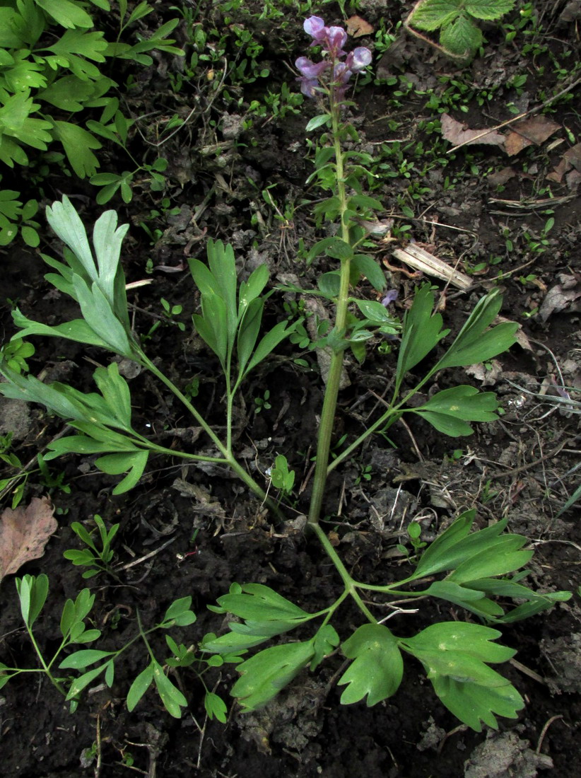 Image of Corydalis begljanovae specimen.