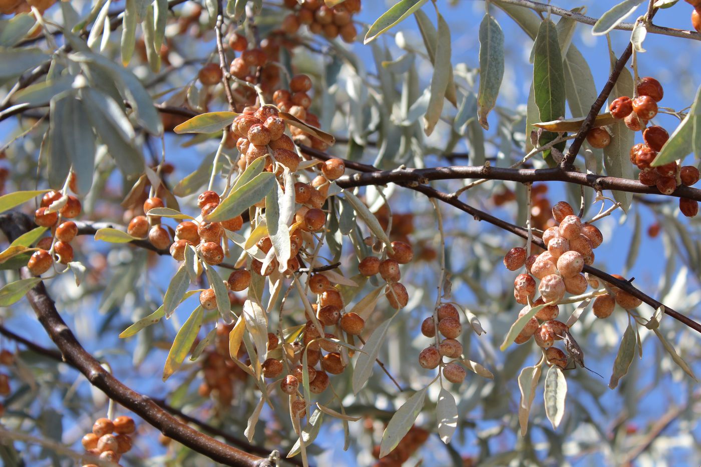 Изображение особи Elaeagnus angustifolia.