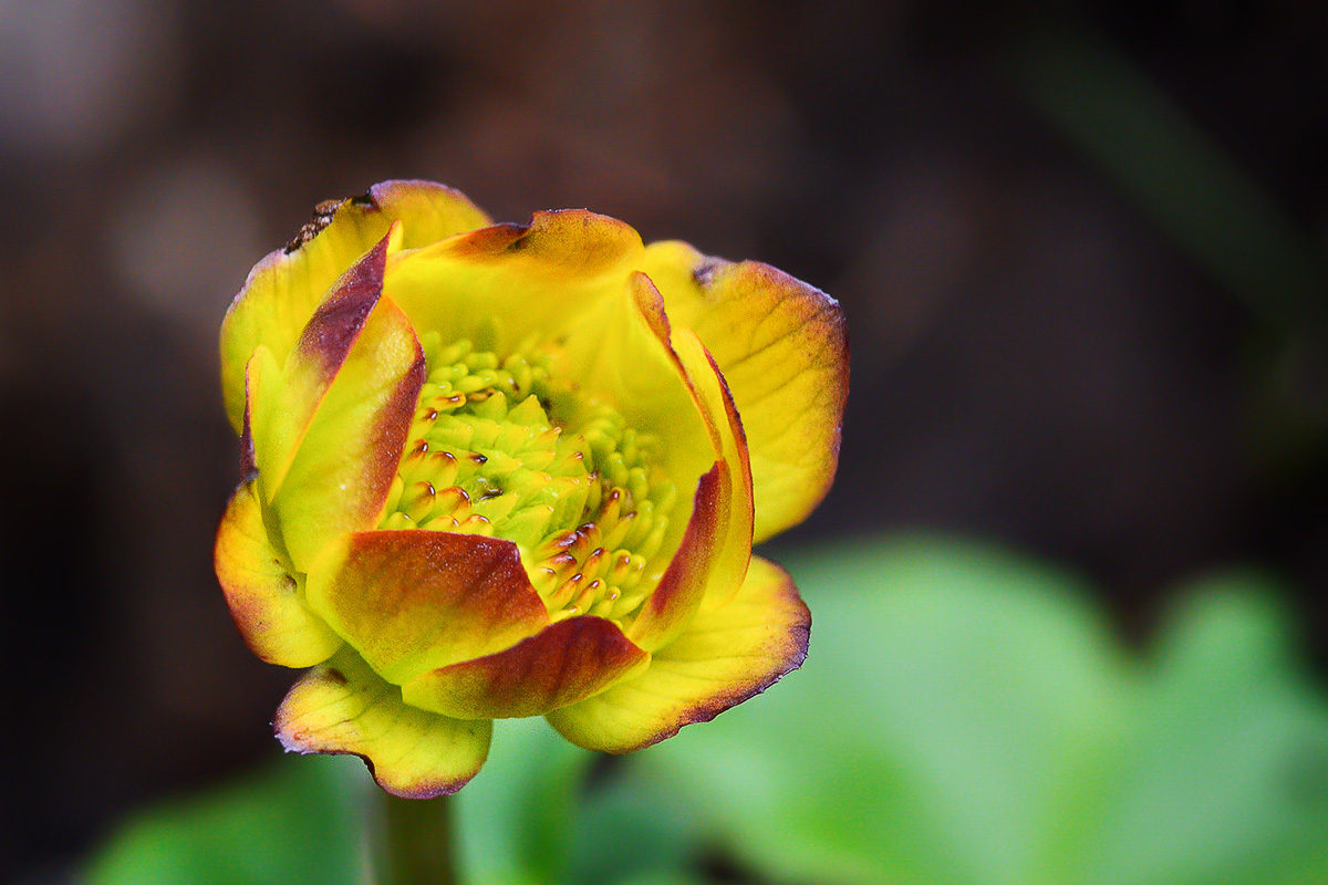 Image of Trollius dschungaricus specimen.