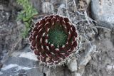 Orostachys spinosa. Вегетирующее растение. Иркутская обл., Иркутский р-н, окр. пос. Большое Голоустное, скальный береговой обрыв к Байкалу с редкими деревьями. 17.08.2018.