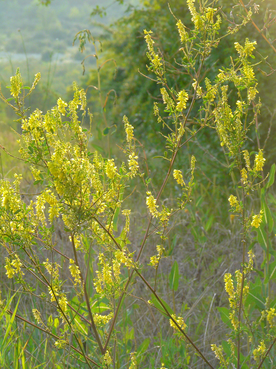 Изображение особи Melilotus officinalis.