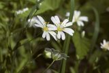 Stellaria holostea. Цветки и бутоны. Костромская обл., Судиславский р-н, окр. дер. Антипино, пойма р. Кохталка. 25.05.2018.