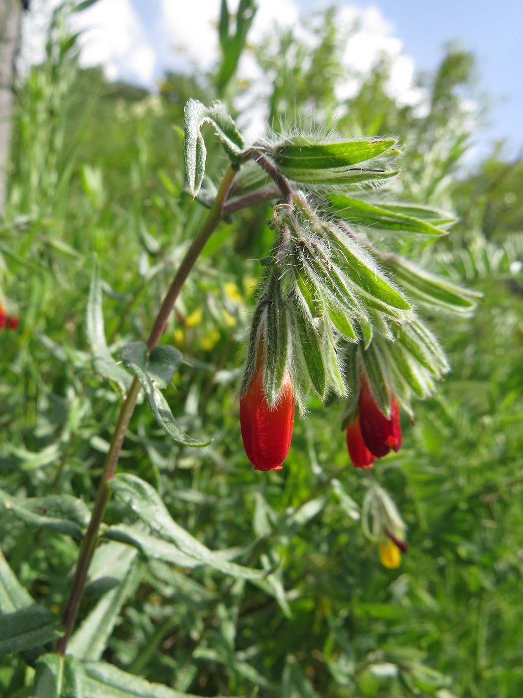 Image of Onosma zerizamina specimen.